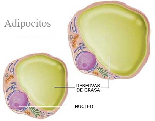 adipocitos