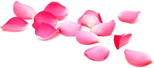 ROSA DAMASCENA