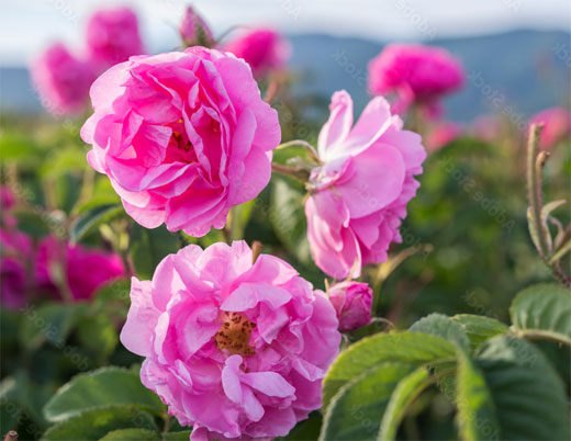 ROSA DAMASCENA