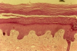 Los cinco estratos de la epidermis
